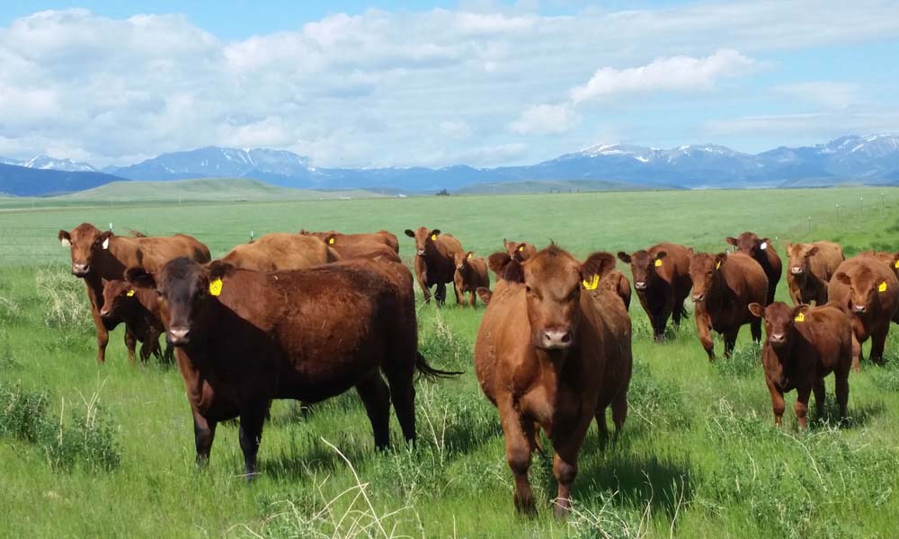 Fischer Red Angus Cattle Ranch